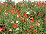 Poppy meadow 